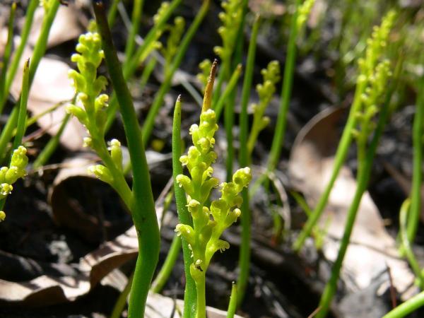 Microtidium atratum - Yellow Onion Orchid.jpg